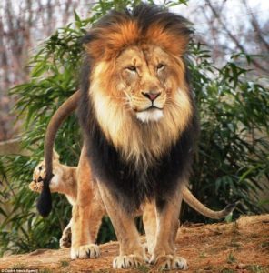 Black Maned Lion Found in Ethiopia