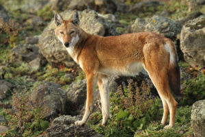 Ethiopian Wolf